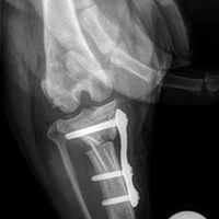 TPLO.